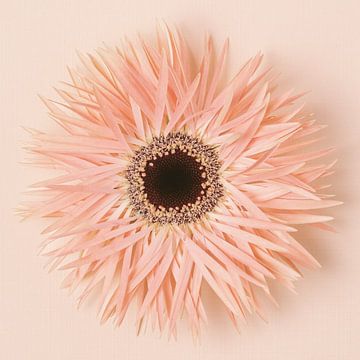 Bloem pastel / Gerbera met licht roze achtergrond van Photography art by Sacha