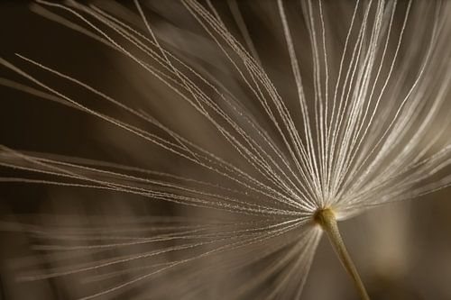 Abstracte lijnen in de natuur in beige en taupe