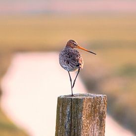 Grutto in de polder van Ellen Thomassen