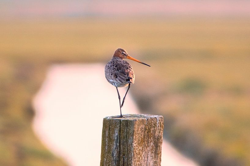 Grutte in the polder by Ellen Thomassen