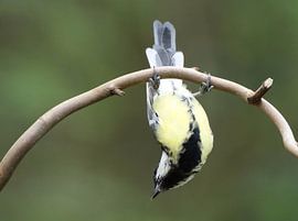 Koolmees geeft spectaculair showtje weg van Wouter Midavaine