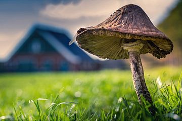 03 mushroom robbers' hut Texel by Texel360Fotografie Richard Heerschap