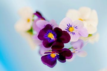 Stiefmütterchen im Spiegelbild von Ivonne Fuhren-van de Kerkhof