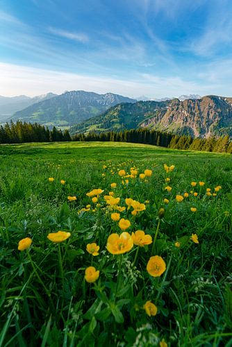 Bloemrijk uitzicht op de Oberjoch en de Iseler