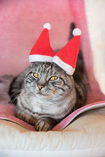 schattige tabby kat met kerstmuts
