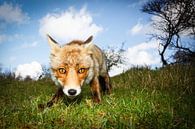 renard curieux par Pim Leijen Aperçu