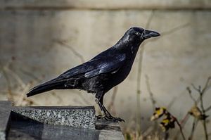 Un corbeau majestueux