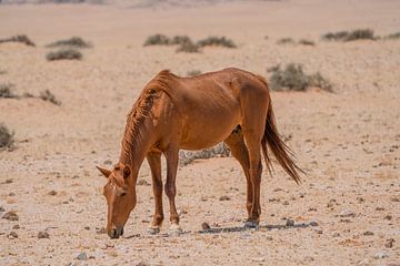 Cheval sauvage à Garub en Namibie, Afrique sur Patrick Groß