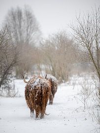 Scottish Highlanders in the snow by Alvin Aarnoutse