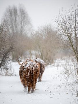 Schotse hooglanders in de sneeuw van Alvin Aarnoutse