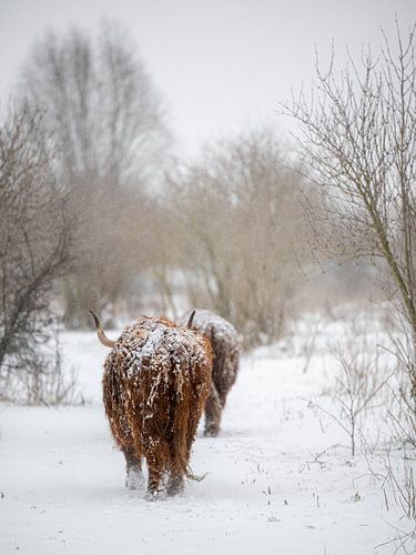 Schotse hooglanders in de sneeuw