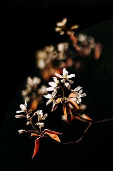 Blossom of the currant tree against a dark background
