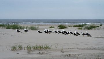 Gulls on the beach of Terschelling by Jeannette Kliebisch