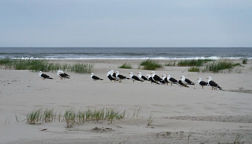 meeuwen op het strand van Terschelling
