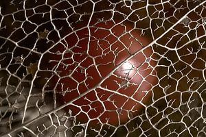 Close-up from nature: The little lantern (Physalis) slowly decaying