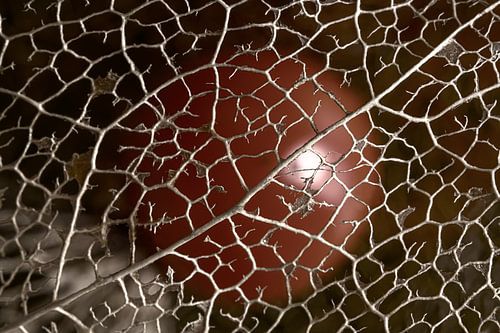 Close-up uit de natuur: Het lampionnetje (Physalis) dat langzaam vergaat