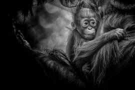 Mutter und Kind Orang-Utan. von Tilly Meijer