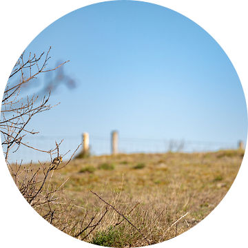 Musje op een tak in de bosjes 2