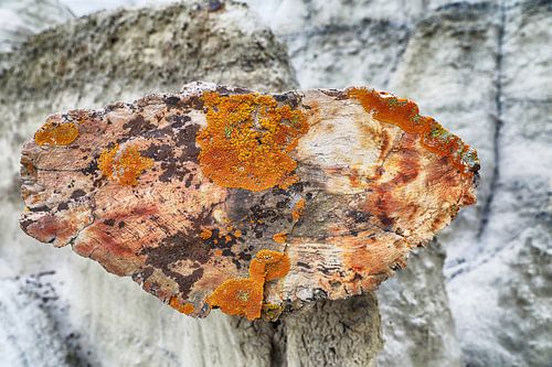 Bisti Badlands versteend hout in de winter New Mexico, VS