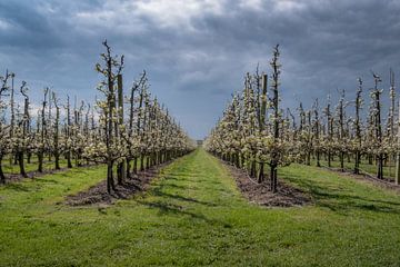 Fruitboomgaard met fraaie lucht