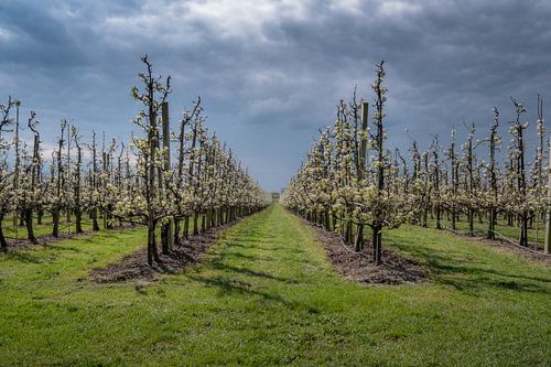 Fruitboomgaard met fraaie lucht