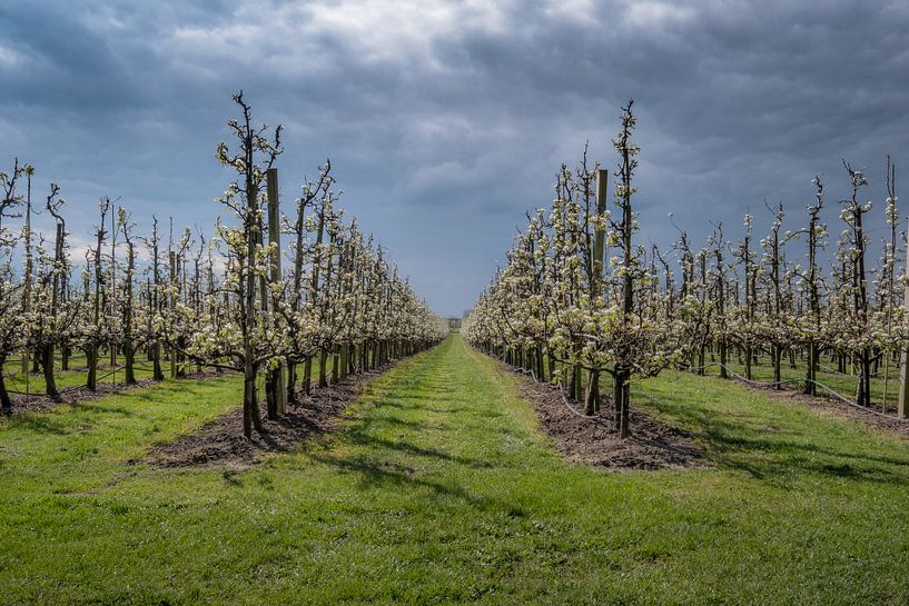 Fruitboomgaard met fraaie lucht by Moetwil en van Dijk - Fotografie