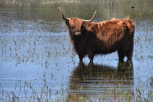 Schottischer Highlander im Wasser