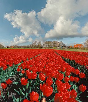 Moulin à grain Westerveld Möl, champ de tulipes rouges au premier plan