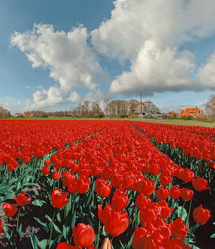 Getreidemühle Westerveld Möl, rotes Tulpenfeld im Vordergrund von Rene van der Meer