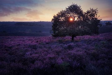 Sonnenaufgang auf dem violetten Heidekraut der Posbank von Roy Poots