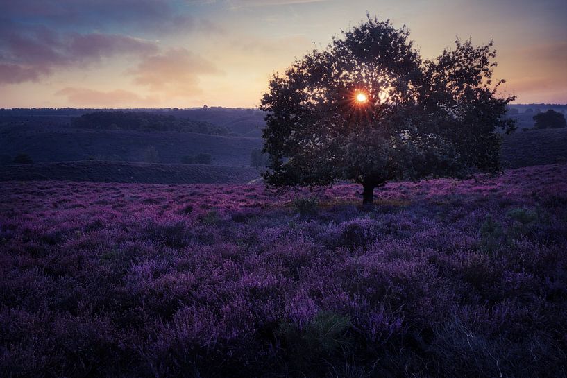 Sunrise on the purple heather of the Posbank by Roy Poots