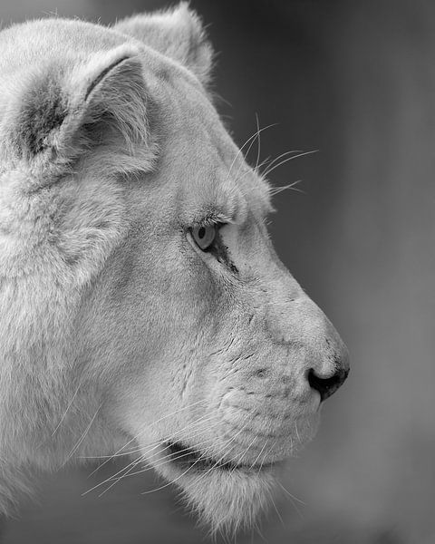 Weiße Löwin Nahaufnahme von Patrick van Bakkum