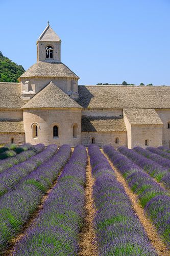 Lavendelveld bij de abdij van Sénanque in de Provence