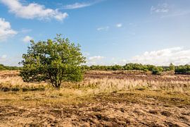 Solitary shrub in Dutch nature reserve by Ruud Morijn