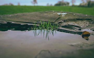 Greener on the other side by Hester Liem