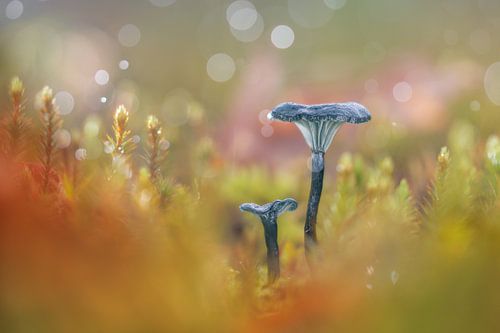 Blaugrünes Märchen von Maarten Trybou