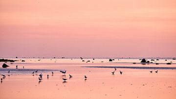 Mouettes au coucher du soleil à marée basse sur la mer Baltique sur Martin Köbsch