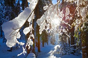 Schneezauber am Zauchbach