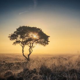 Het Wierdense Veld van Göran Dekker