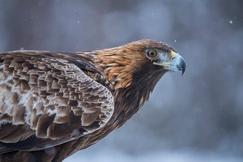 De Steenarend. Aquila chrysaetos