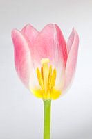 Roze Tulp
