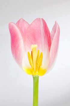 Tulipe rose