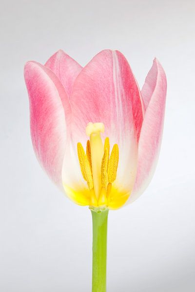 Pink Tulip by Dennis Claessens