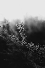 Der Wald im Winter von Eke Salomé