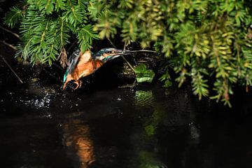 Martin-pêcheur / Kingfisher sur Henk de Boer