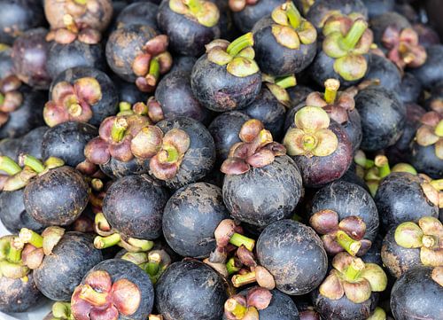 mangostan