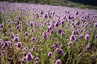 Paarse bloemen Kata Tjuta
