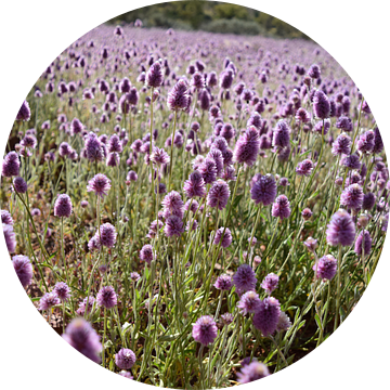 Paarse bloemen Kata Tjuta van Britt Lamers