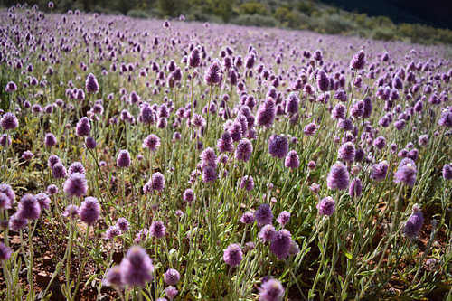Purple Flowers Kata Tjuta