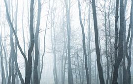 Fog in the forest by Jan Linskens